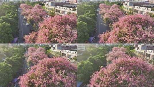 中国广东省广州市荔湾区坦尾美丽异木棉高清在线视频素材下载