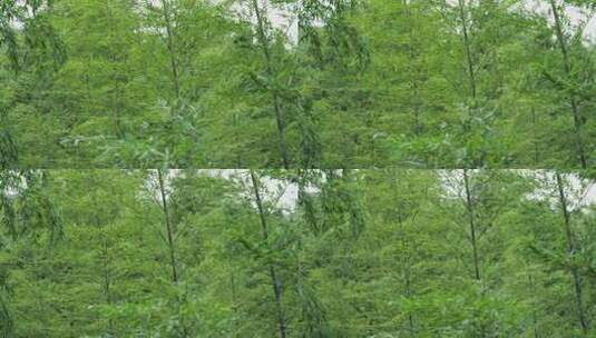 下雨天竹林景观特写，竹节挺拔竹叶繁茂高清在线视频素材下载