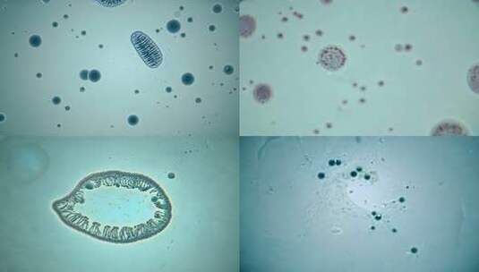 显微镜下的细胞及微生物形态高清在线视频素材下载