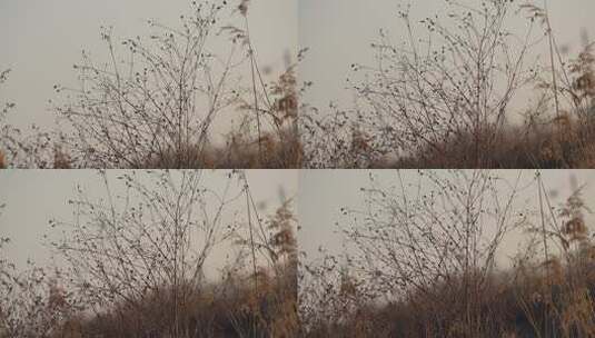 芦苇 草 风景 晚霞 湿地 夕阳高清在线视频素材下载