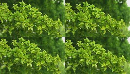 雨中绿色的樱花树树叶清新自然高清在线视频素材下载