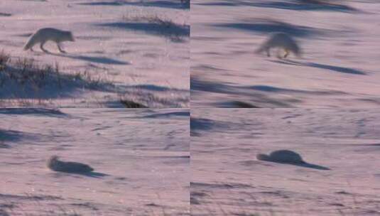 一只北极狐在雪地里奔跑高清在线视频素材下载