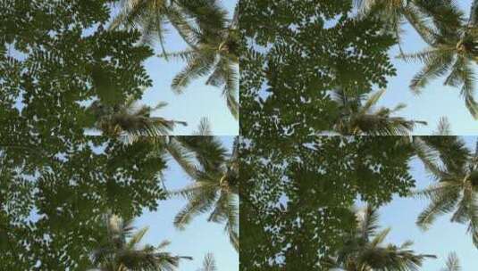 从树叶转到棕榈树树叶特写高清在线视频素材下载