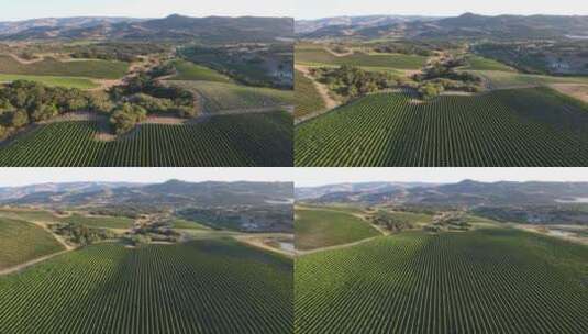 加州圣塔丽塔产区葡萄种植区高清在线视频素材下载