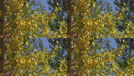 树梢上的树叶高清在线视频素材下载