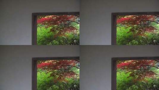 秋天窗外的红叶高清在线视频素材下载