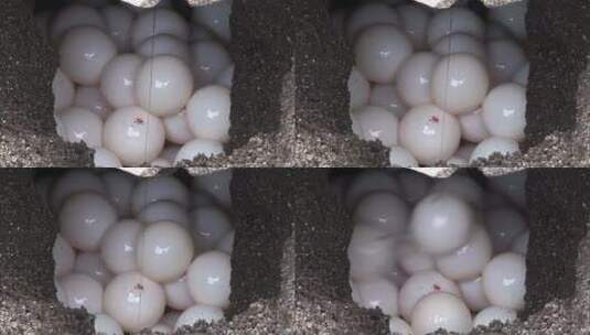 海龟在巢中产卵高清在线视频素材下载