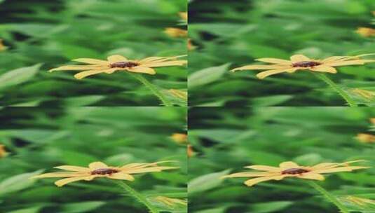 微风中摇曳的金光菊花朵高清在线视频素材下载