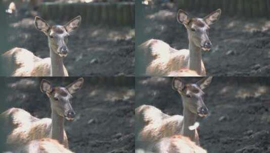 四不像麋鹿动物的头部特写视频高清在线视频素材下载