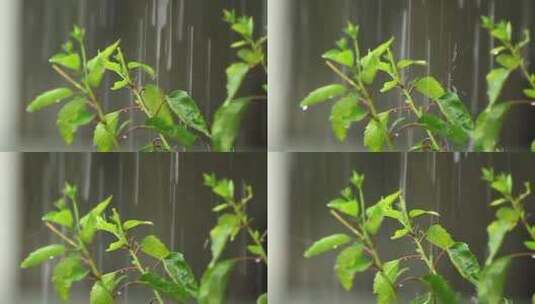 雨中的芙蓉高清在线视频素材下载