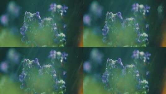 被浇水的紫色花朵高清在线视频素材下载