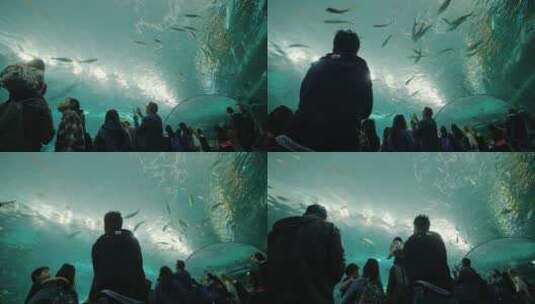 水族馆隧道游客欣赏鲨鱼高清在线视频素材下载