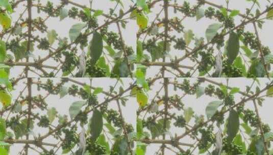 树上生长的咖啡浆果高清在线视频素材下载