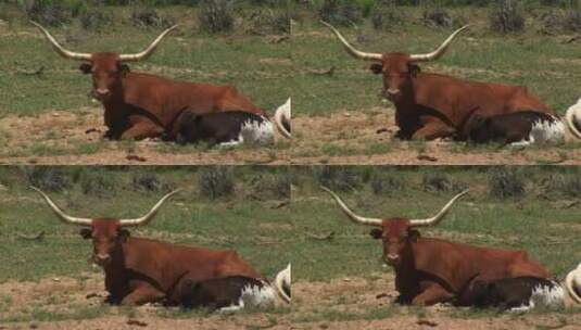牧场上休息的长角牛和小牛高清在线视频素材下载
