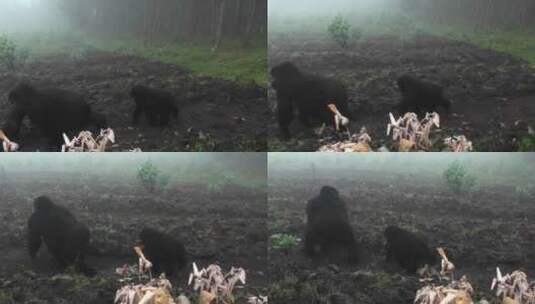 大猩猩和婴儿走进雾中高清在线视频素材下载