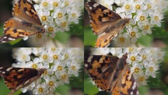 蝴蝶在采花蜜高清在线视频素材下载
