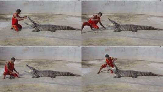 泰国旅游视频泰国驯兽师鳄鱼表演高清在线视频素材下载