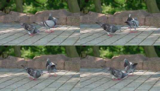 公园广场上自由觅食的鸽子高清在线视频素材下载