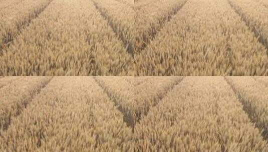 成熟的小麦航拍高清在线视频素材下载