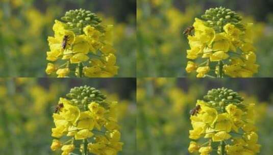 春日里的油菜花盛开蜜蜂采蜜高清在线视频素材下载