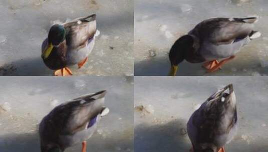 鸭子鸳鸯浮水潜水游泳高清在线视频素材下载