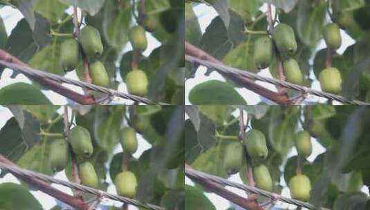 软枣猕猴桃种植高清在线视频素材下载
