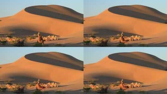 巴丹吉林沙漠地理风光高清在线视频素材下载