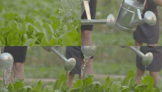 唯美学生小菜园种植蔬菜淋菜浇水实践活动高清在线视频素材下载