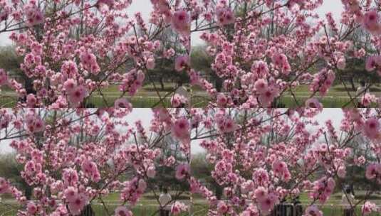 微距特写鲜花桃花粉色花朵高清在线视频素材下载