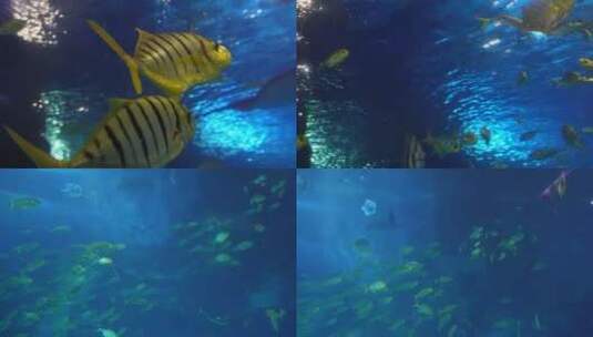 【镜头合集】动物园海底世界巨型深海鱼类高清在线视频素材下载
