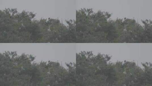 野生鸟类栖息的松树林长焦拍摄LOG高清在线视频素材下载