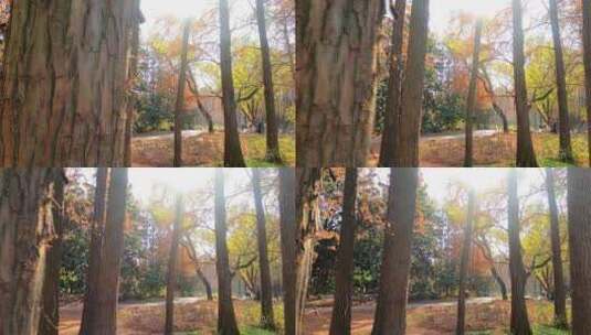 上海共青森林公园唯美金色秋景景色高清在线视频素材下载
