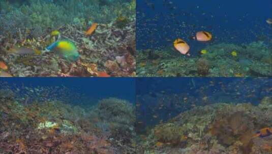 珊瑚海底热带鱼高清在线视频素材下载