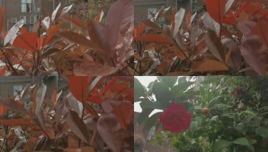植物花 高速拍摄 小区  阳光 慢镜头 花高清在线视频素材下载