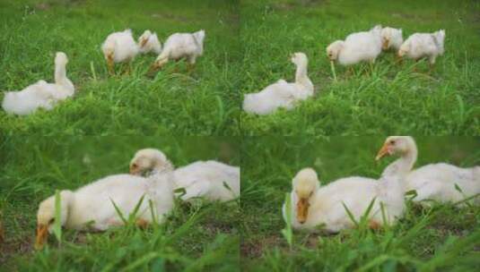 【原创】草丛里可爱的小鸭子吃草空镜头高清在线视频素材下载