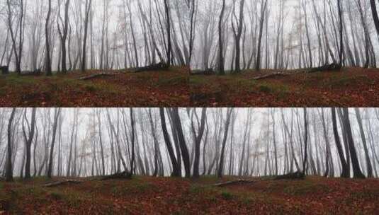 空旷的森林里弥漫着薄雾高清在线视频素材下载