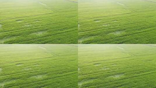 航拍绿油油的水稻田地自然风景高清在线视频素材下载