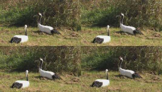 一对趴在草地上的黑颈鹤高清在线视频素材下载