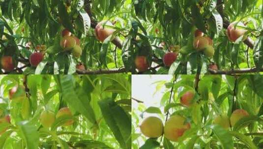 桃树素材高清在线视频素材下载