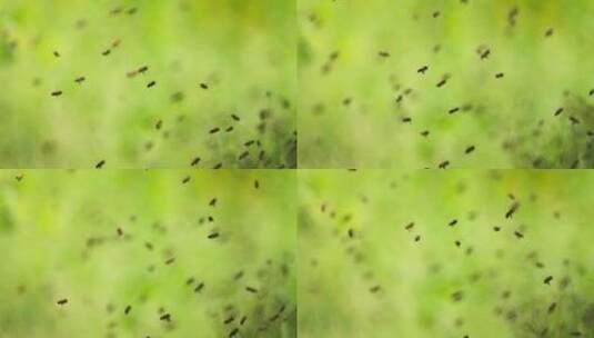 春天绿色背景下空中飞舞的蜜蜂慢镜头高清在线视频素材下载