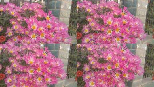 粉红色的漂亮菊花雏菊高清在线视频素材下载
