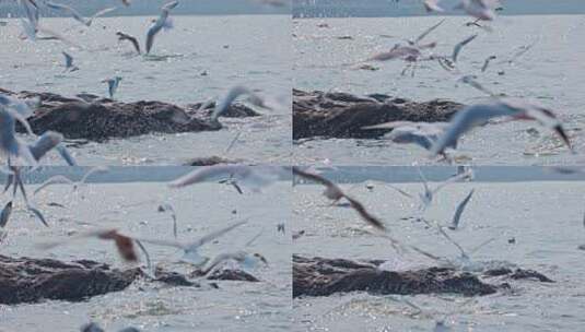 大海海面飞翔的海鸥高清在线视频素材下载