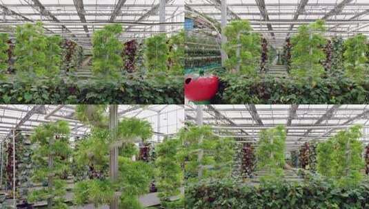 温室大棚蔬菜种植场景高清在线视频素材下载