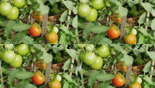 果园种植的有机番茄高清在线视频素材下载