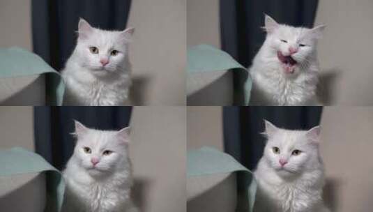 可爱的土耳其安哥拉小白猫高清在线视频素材下载