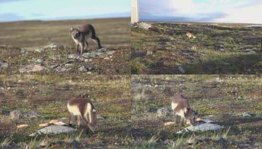 北极圈 苔原小狐狸猎食 合集高清在线视频素材下载