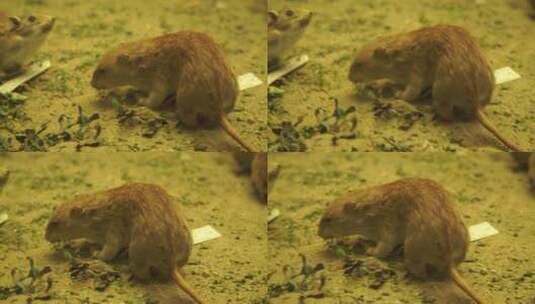 老鼠田鼠仓鼠标本模型高清在线视频素材下载