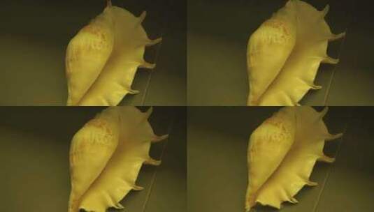 海螺贝壳水产标本高清在线视频素材下载