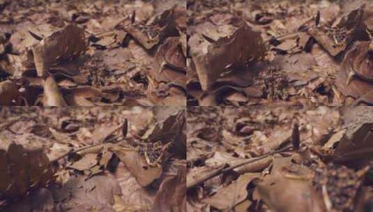 树林里地上的枯叶特写高清在线视频素材下载