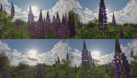 紫色的花朵高清在线视频素材下载